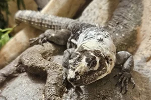 Motagua Spiny-tailed Iguana