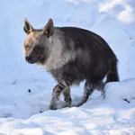 Brown Hyena