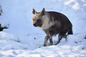 Bruine hyena