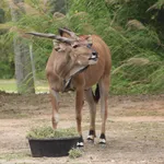 Giant Eland
