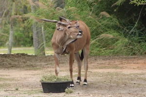 Reuzenelandantilope