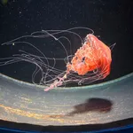 black jelly