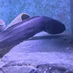 Tadpole Fish
