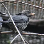 Asian Glossy Starling