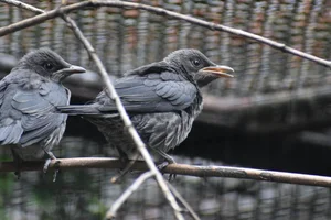Maleise Purperspreeuw
