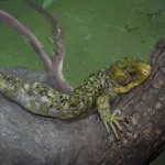 Solomon Island Prehensile-tailed Skink