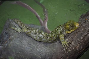 Solomon-reuzenskink