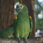 Turquoise-fronted Amazon
