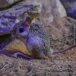 Greater Egyptian Jerboa