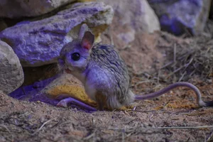 Reuzenwoestijnspringmuis