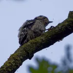 Lesser Spotted Woodpecker
