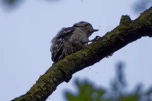 Kleine bonte specht