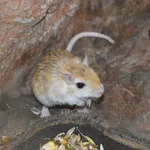 Pale Gerbil