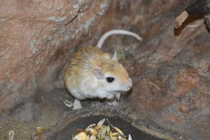 Pale Gerbil