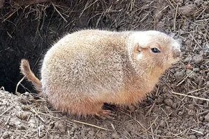 Gunnisonprairiehond