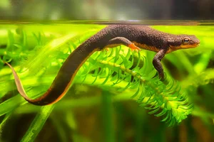 Ruwe salamander