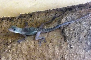Western Cliff Anole