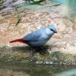 Lavender waxbill