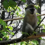Grivet Monkey
