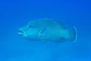 Napoleonvis