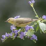 African Yellow White-eye