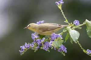 Afrikaanse Brilvogel
