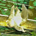 West African Potto