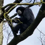 Siamang