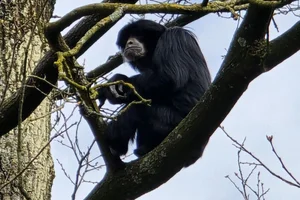 Siamang