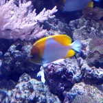 Pyramid Butterflyfish