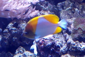 Gelber Pyramidenfalterfisch