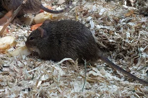 Neumann’s Arvicanthis