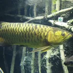 Asian bonytongue