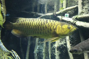 Asian bonytongue