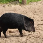 Collared Peccary