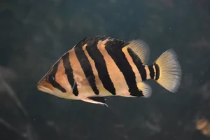 Datnioides microlepis