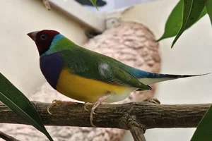 Gouldian Finch