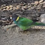 Australian Ringneck (Port Lincoln)