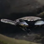 Common Snake-necked Turtle