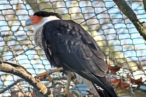 kuifcaracara