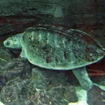 Olive Ridley
