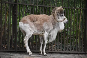 Schaap