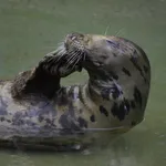 Baltic gray seal