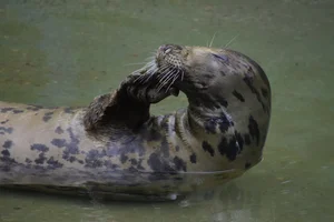 Grijze zeehond