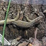 Ocellated Velvet Gecko