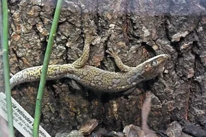 Ocellated Velvet Gecko
