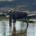 Moose