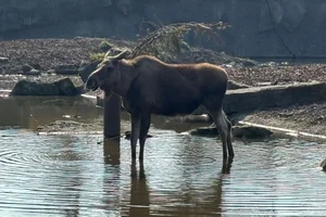 Eland