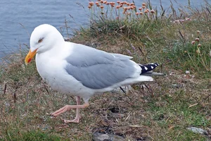 Zilvermeeuw