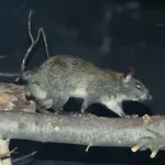 Black-footed Tree-rat